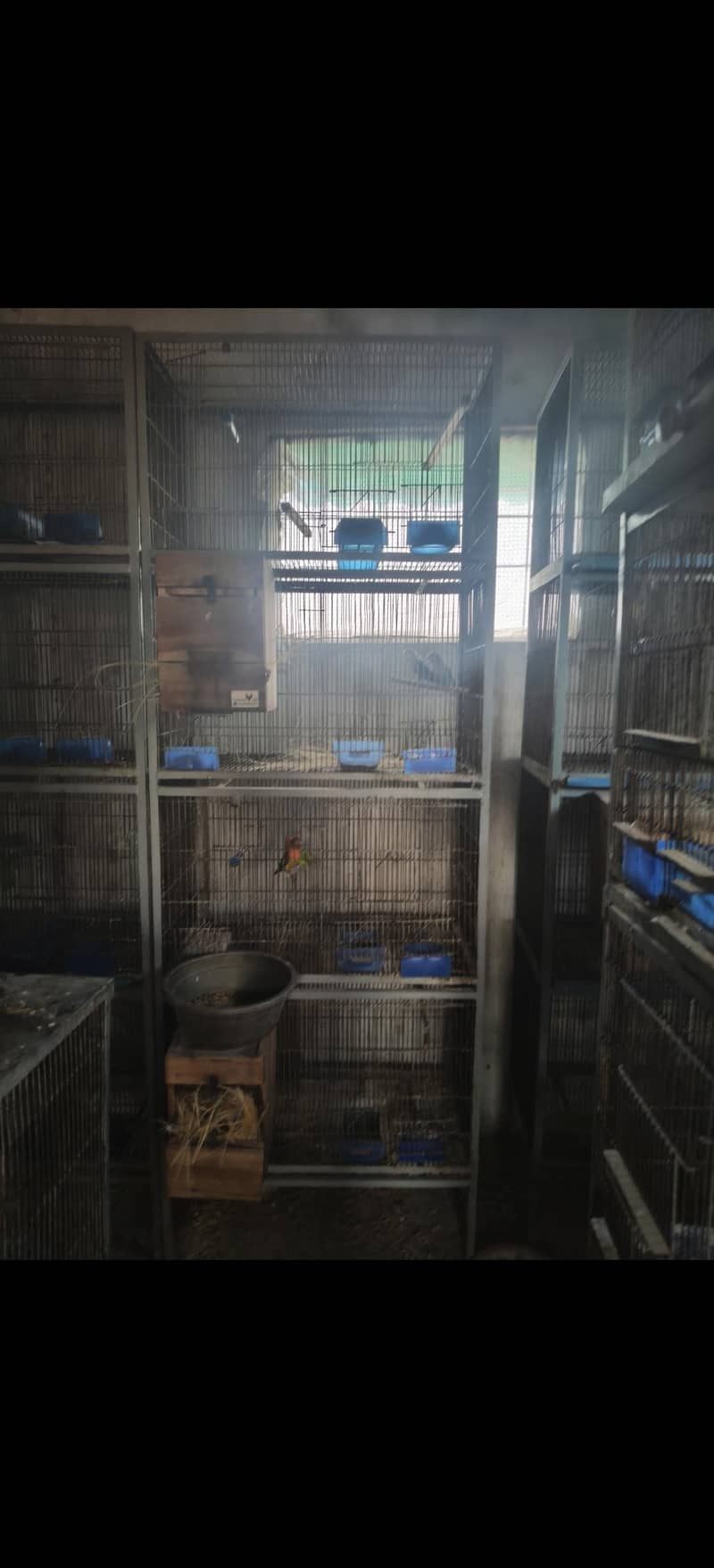 cages 4