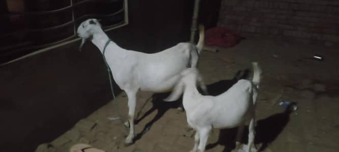 Beautiful goats