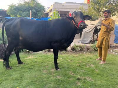 Australian Frisian cross cow
