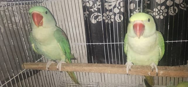 raw parrots for sale .