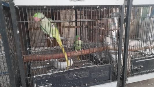 raw parrot