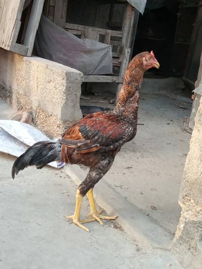 Aseel mianwali pair ready to lay eggs