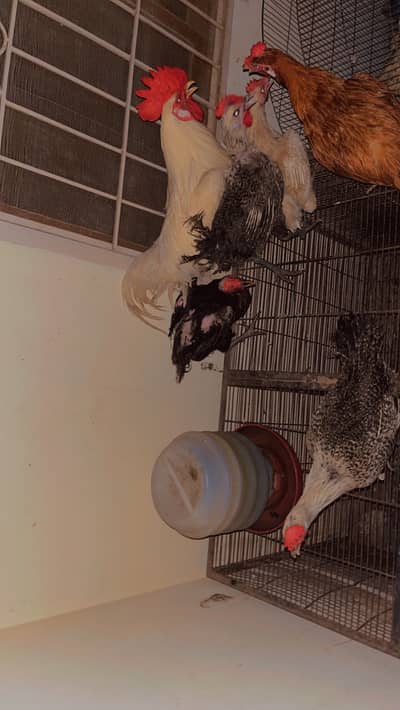 4 murgai 2 murga   1100 per kg