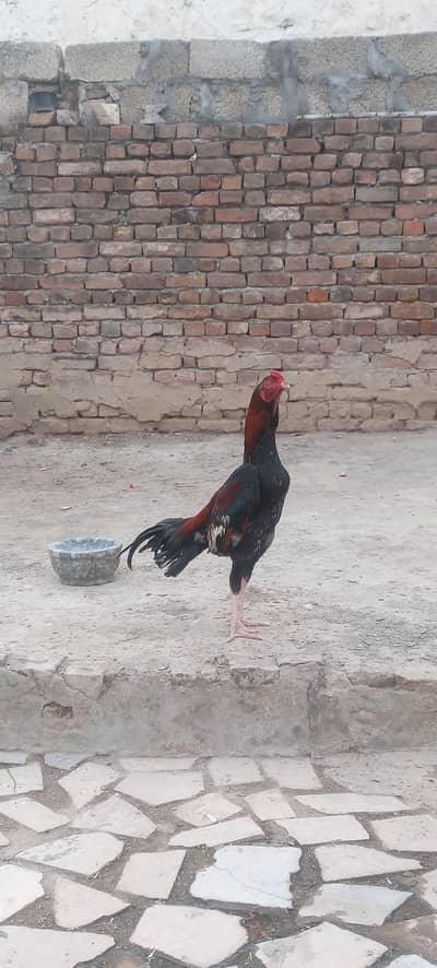 High Quality Phata For sale