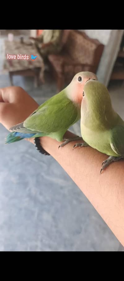 hand taim love birds pair