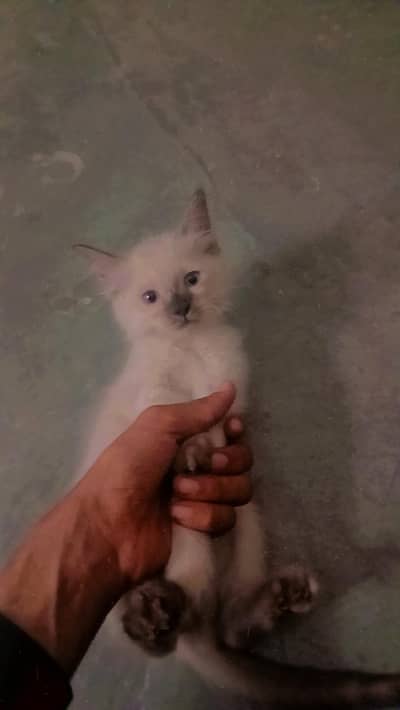 little kitten for sale