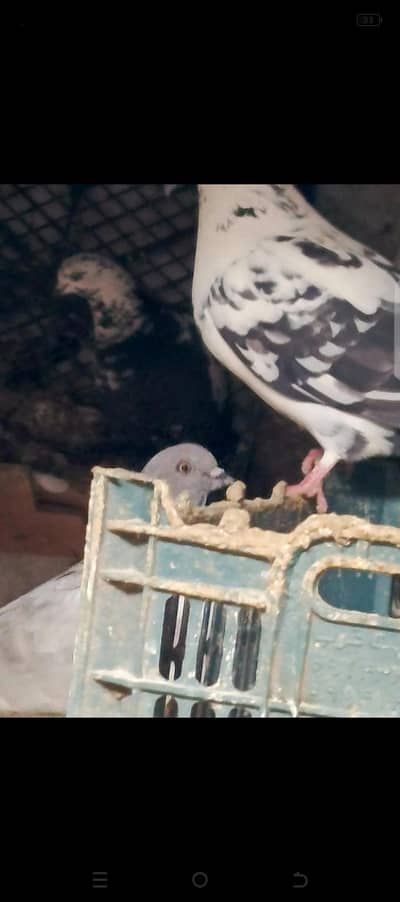Pigeons for Sale