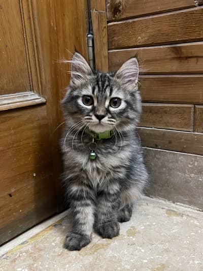 Persian kitten