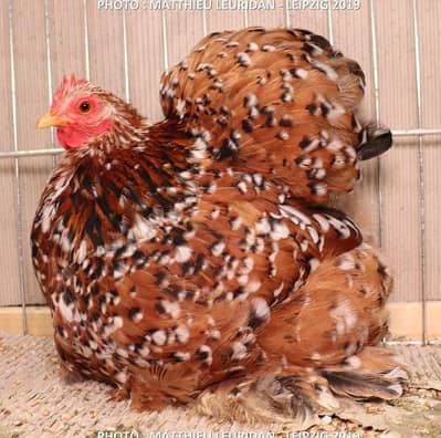 All breeds chicks available healthy active