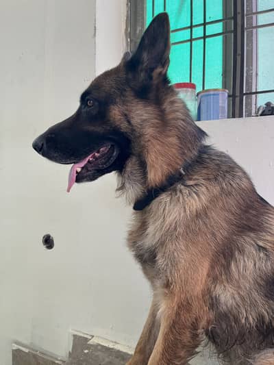 German Shepherd for Sale