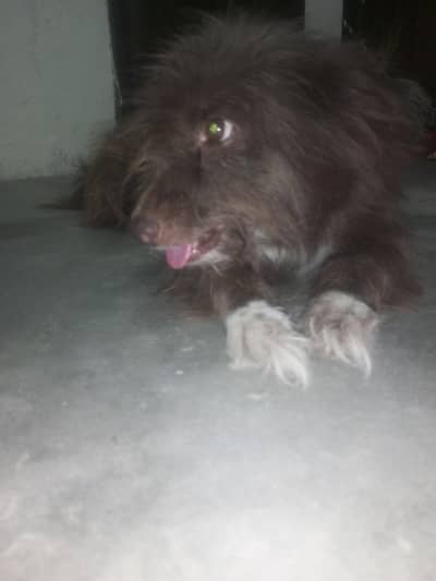 Bemini female dog for sale