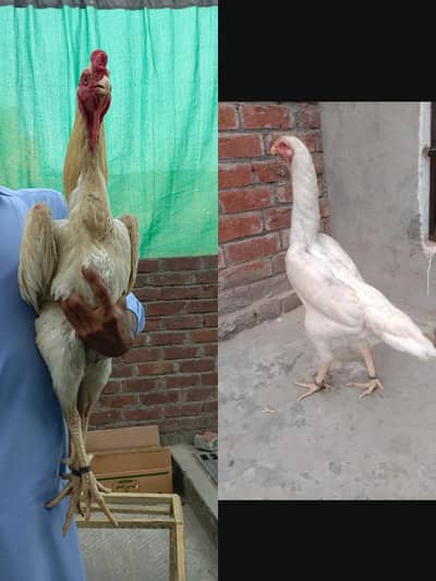 White Shamo Breeder Pair