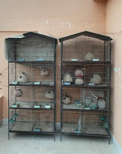 Bird Cage