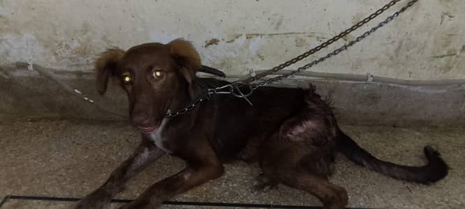 cock spaniel and age 5month