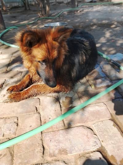 German shepherd female long coated
