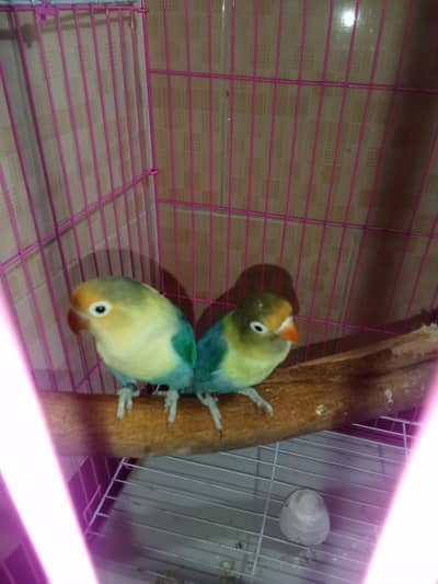 parblue split creamino