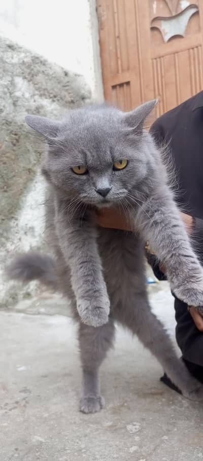 Persian cat