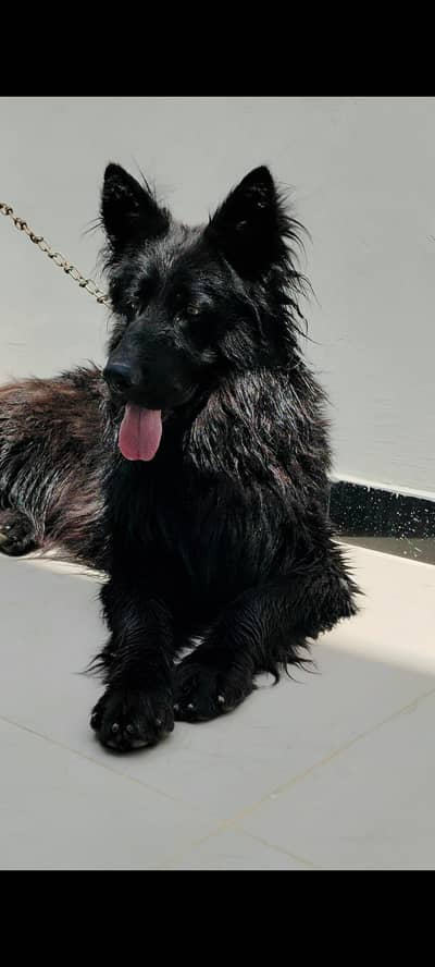 Black German shepherd pedigree top quality long coat