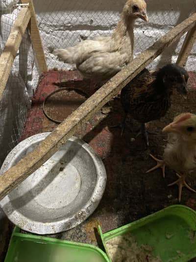 2 female China And 1 farm Male