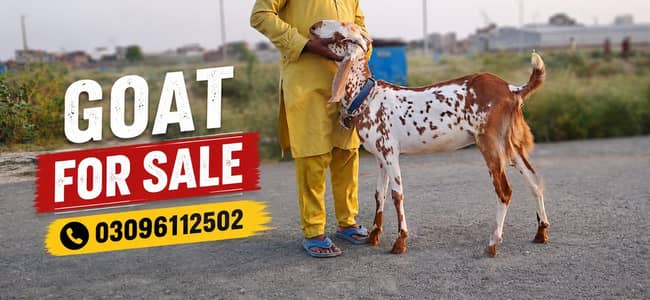 Goat for Sale