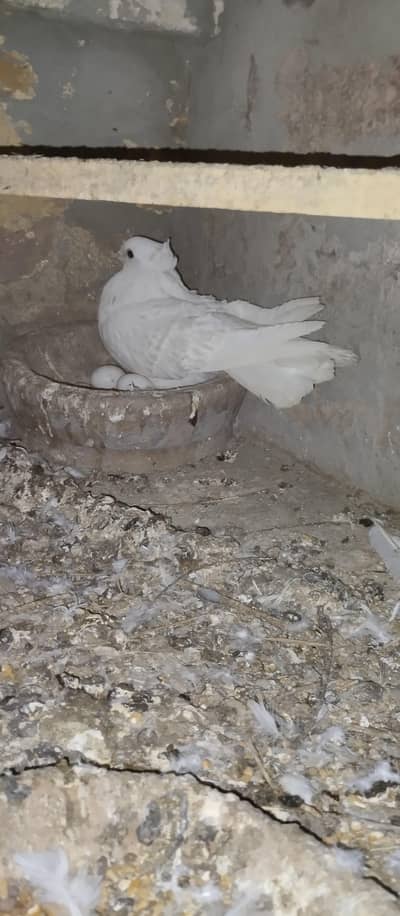frill back pigeon