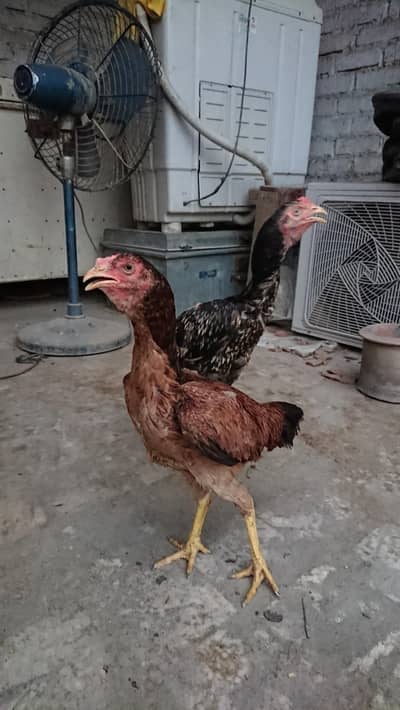 Aseel chicks for sale
