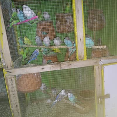 Full young parrot and parpared to breeding