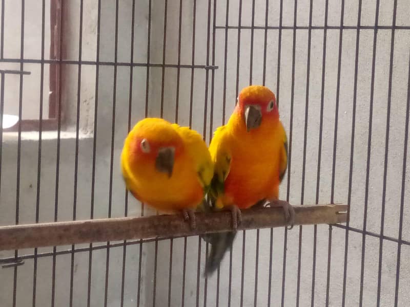 sun conur 3