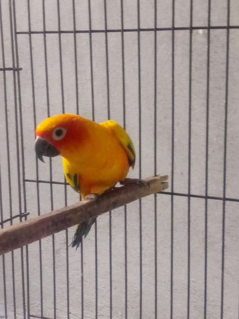 sun conur 6