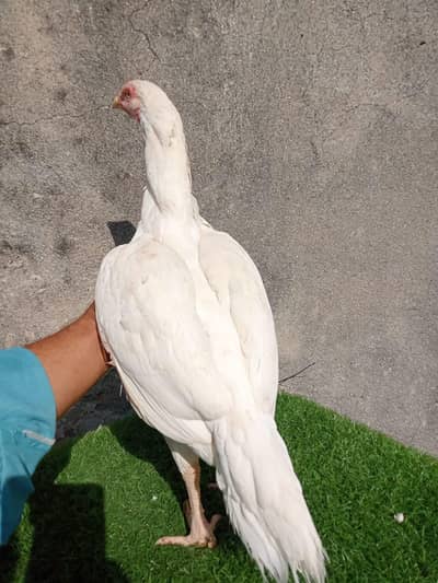 paperwhite Heera