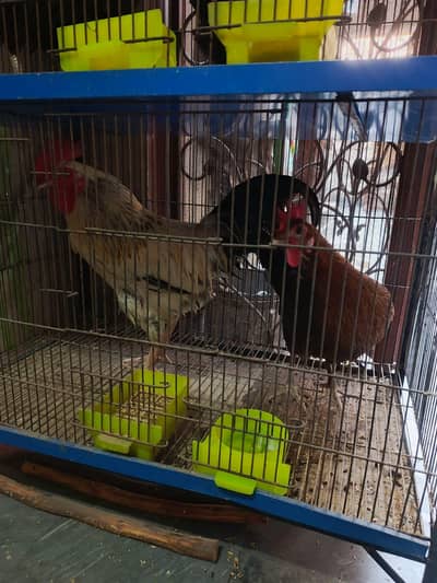 1 male and 3 female price finl ha