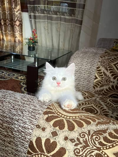 Persian kitten