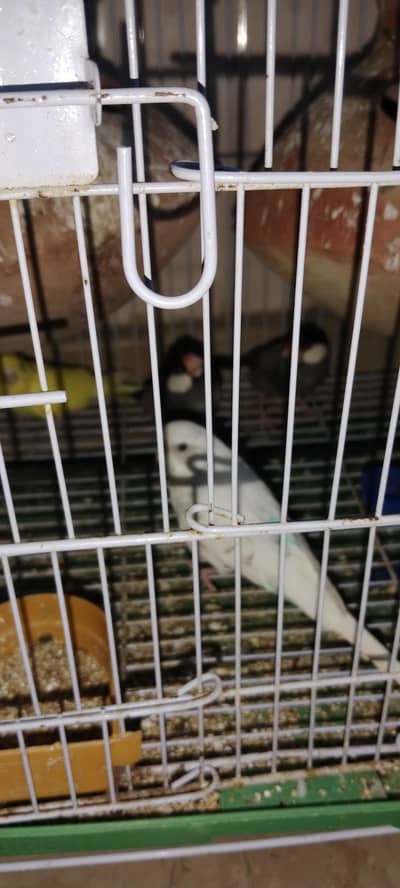 finch pair and budgie pair