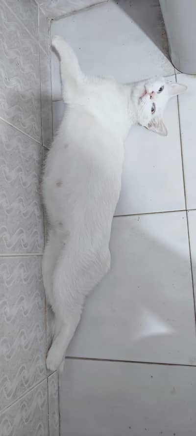 CAT FOR ADOPTION