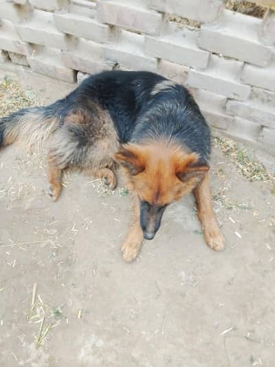 German shepherd