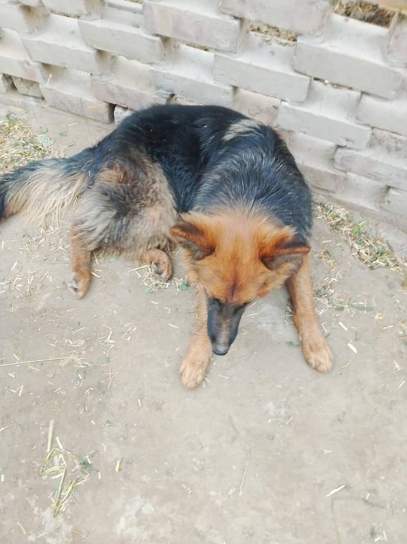 German shepherd 0