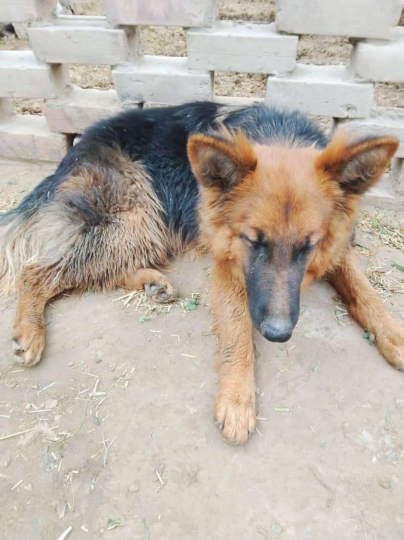 German shepherd 2