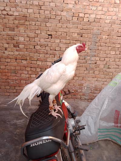 White Aseel Murgha