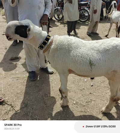 Ghulabi Mundra For Sale