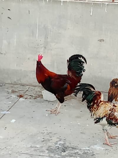 3 murga 1 murgi for sale