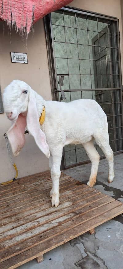 kajli female sale