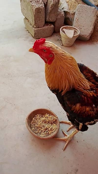 jagiri jawa