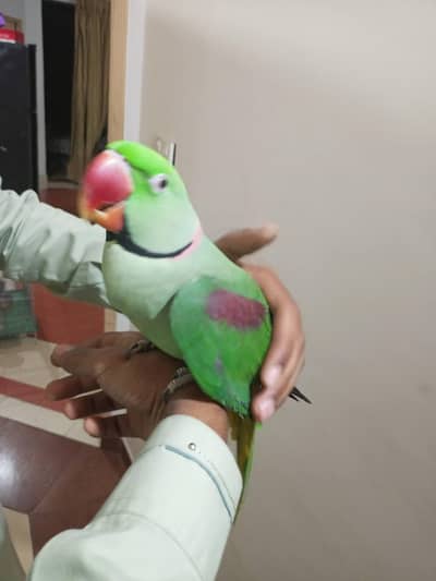 raw parrot male