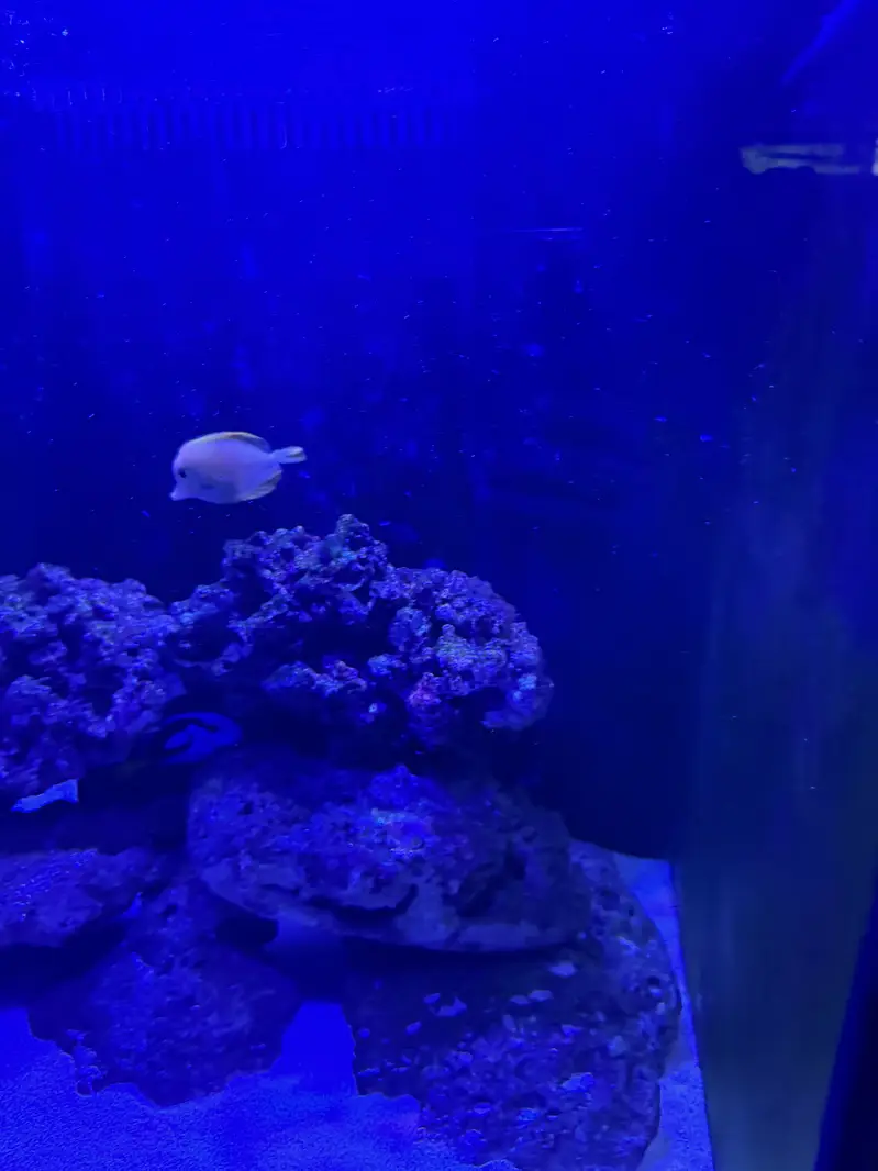 Marine Aquarium for sale with fishes — photo 9