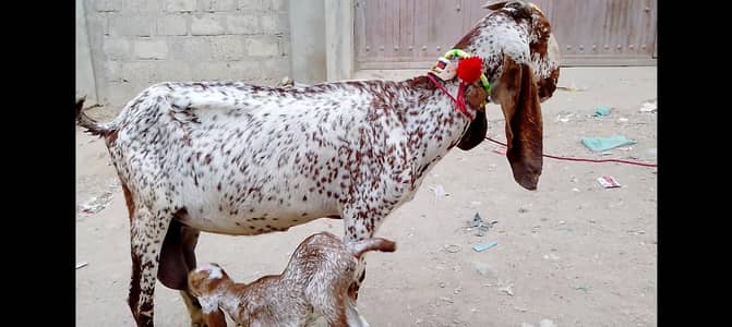 Pure makhi china bakriya bacho wali and doodh py gabban