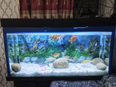 fish aquarium