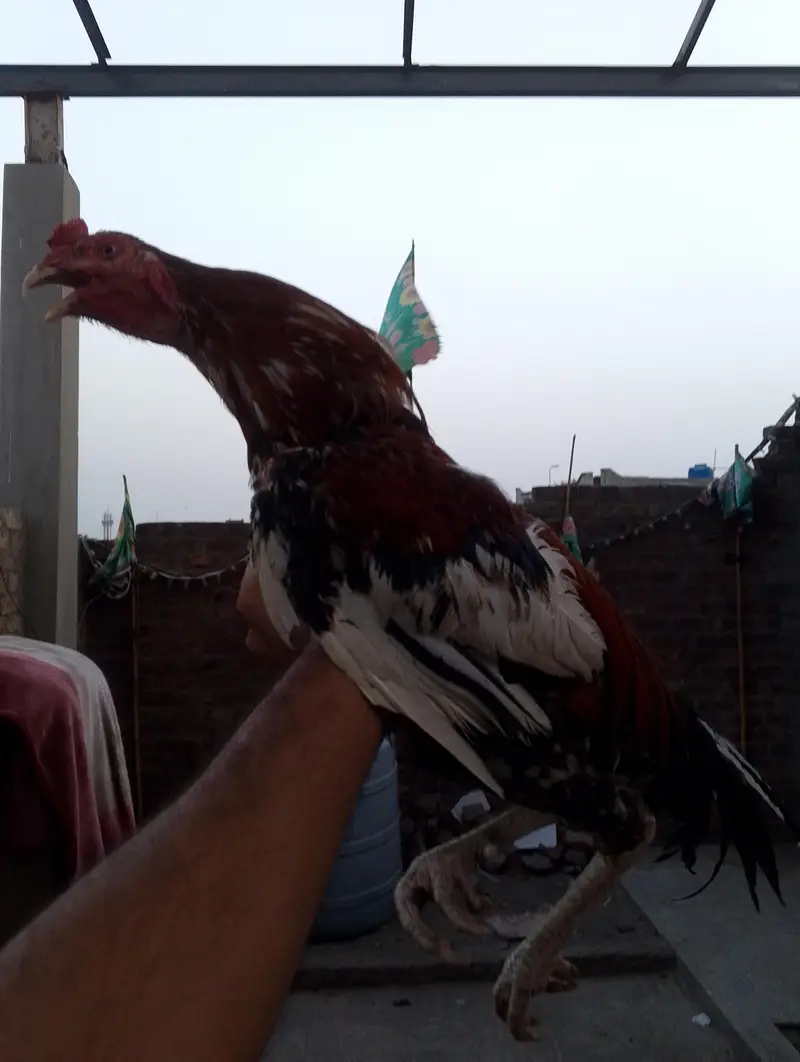 sirf interested people contract kry age 15 month hy 03148637508 — photo 2