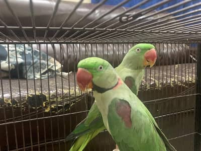 Alexander Raw Pair for urgent sale