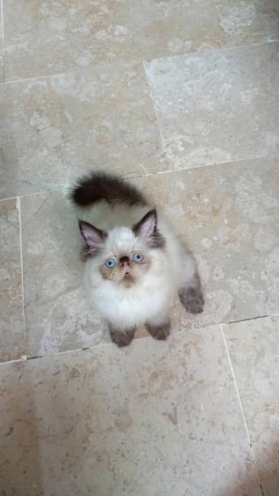 Peki Himalayan kitten(Triple Coated) (Cash on Delivery)(Karachi)