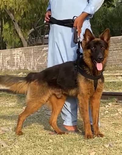German Shepherd long coat Dog | German Shepherd.  | GSD | Dog For Sale